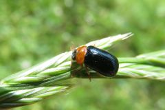 ムナキルリハムシ