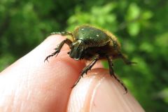 ナミハナムグリ