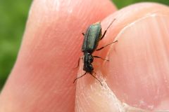 ツマキアオジョウカイモドキ