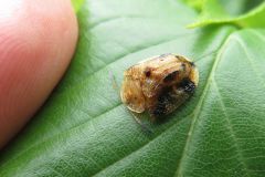 ヨツモンカメノコハムシ