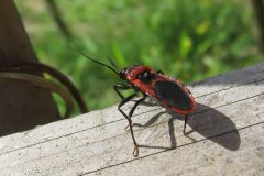 アカシマサシガメ