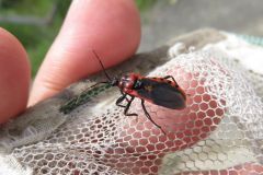 アカシマサシガメ