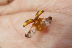 アミダテントウ