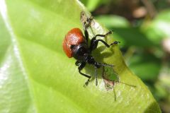 アシナガオトシブミ