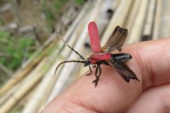 ベニカミキリ