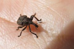 ブドウハマキチョッキリ