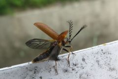 ヒゲナガハナノミ