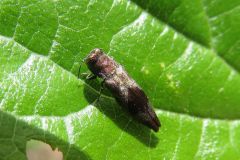 ヒシモンナガタマムシ