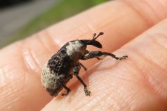 オジロアシナガゾウムシ