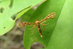 シラホシトリバ