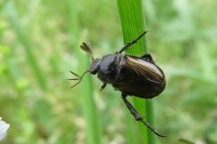 ウスチャコガネ