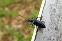 アカガネハムシダマシ