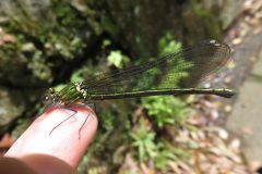 アサヒナカワトンボ