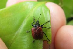 アシナガオトシブミ