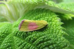 ベニモンアオリンガ