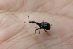 エゴツルクビオトシブミ