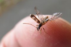 フタオビヒメハナカミキリ