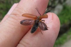 ヒゲナガハナノミ