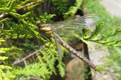 ヒメクロサナエ