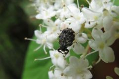 ヒラタハナムグリ