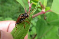 ジョウカイボン