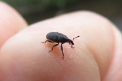 カナムグラヒメゾウムシ