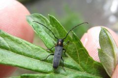 キクスイカミキリ