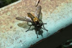 コムライシアブ