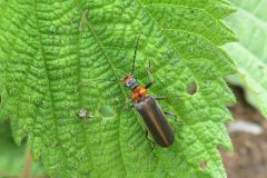 クビボソジョウカイ