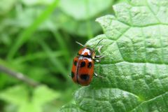 クロボシツツハムシ