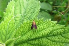 クロハネシロヒゲナガ