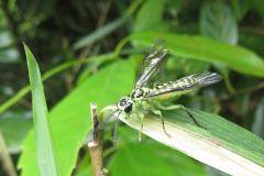 クロムネアオハバチ