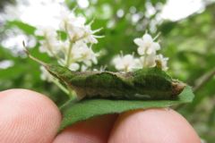 クロスジカギバの幼虫