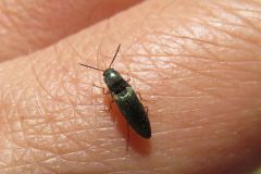 ミドリヒメコメツキ