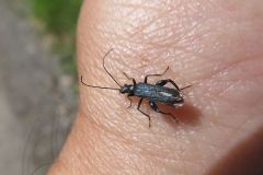 モモブトカミキリモドキ