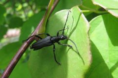 ムネアカクロハナカミキリ