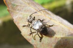 ナカジロサビカミキリ