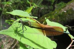 ニホンカワトンボ