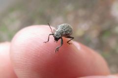 ニホンケブカサルハムシ