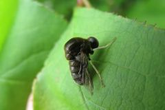 セダカコガシラアブ