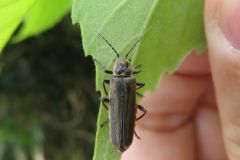 セスジジョウカイ