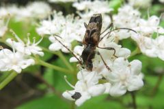 スギノアカネトラカミキリ