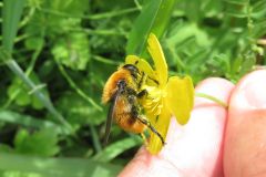 スイセンハナアブ