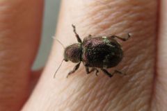 トビサルハムシ