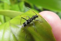 トゲヒゲトラカミキリ