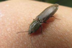 アカアシオオクシコメツキ?