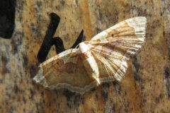 アカモンコナミシャク