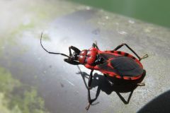 アカシマサシガメ