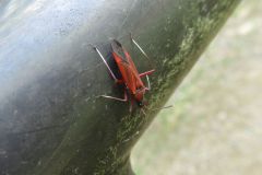 アカスジオオカスミカメ