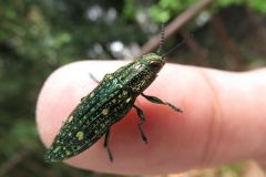 アオマダラタマムシ